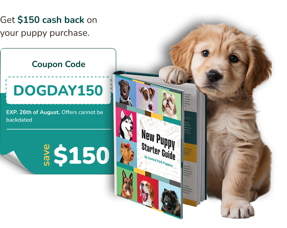 New Puppy Handbook with Golden Retriever puppy