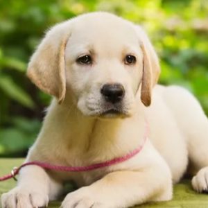 Labrador Retriever Puppy for Sale