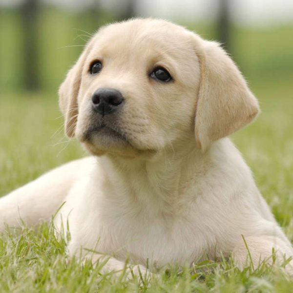 Labrador Retriever Puppy for Sale