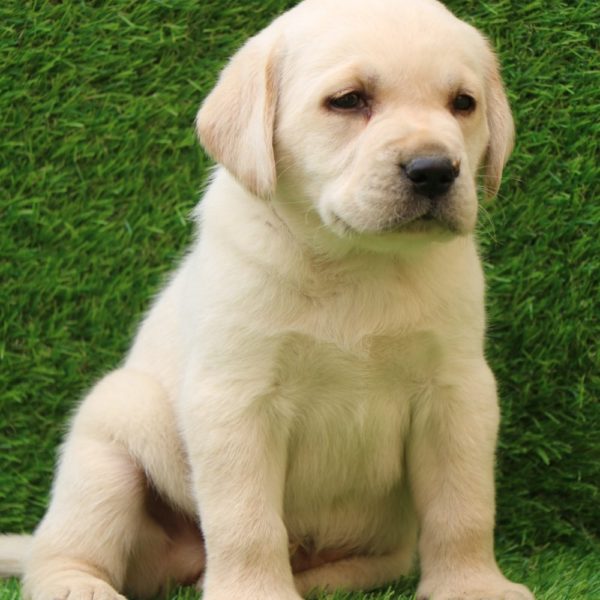 Labrador Retriever Puppy for Sale