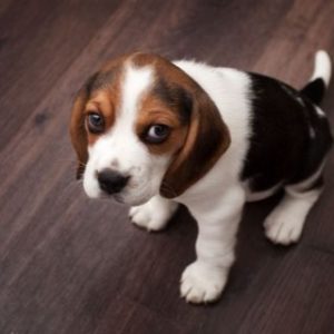 Beagle Puppy for Sale