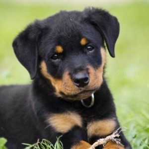 Rottweiler Puppy for Sale