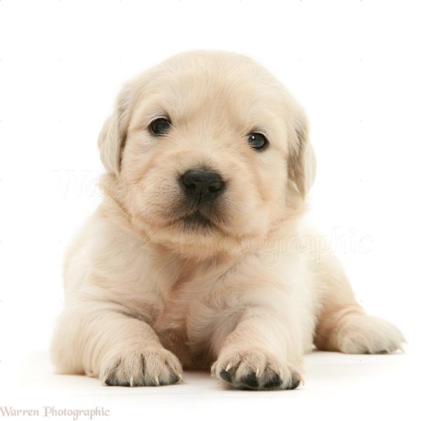 Golden Retriever Puppy for Sale