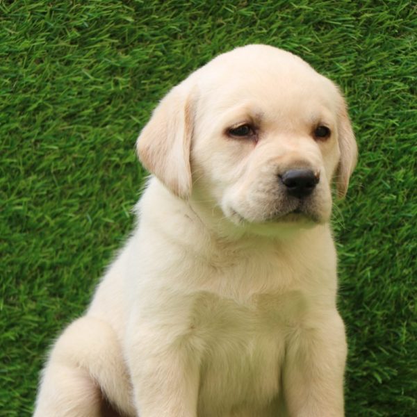 Golden Retriever Puppy for Sale