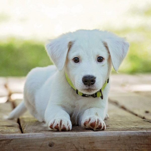 Morkie (maltese X Yorkshire Terrier) Puppy for Sale