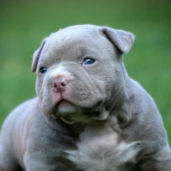 American Bully Puppy for Sale