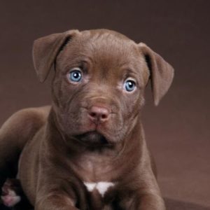 Pitbull Puppy for Sale