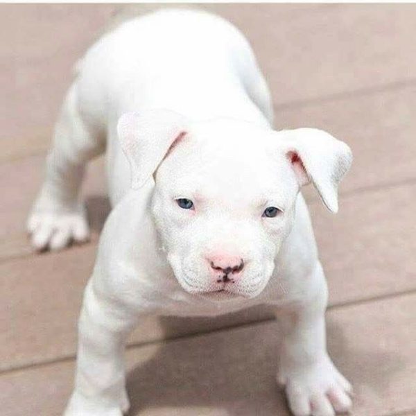 Pitbull Puppy for Sale