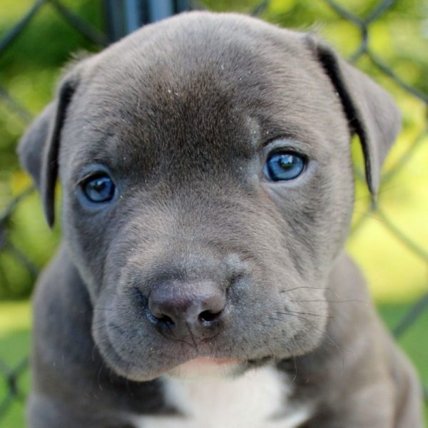 Pitbull Puppy for Sale