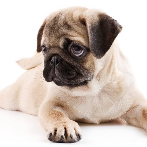 Pug Puppy for Sale