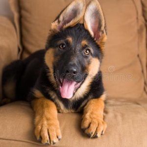 German Shepherd Puppy for Sale