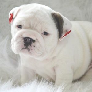 English Bulldog Puppy for Sale