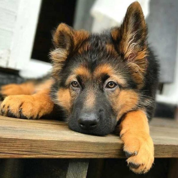 German Shepherd Puppy for Sale