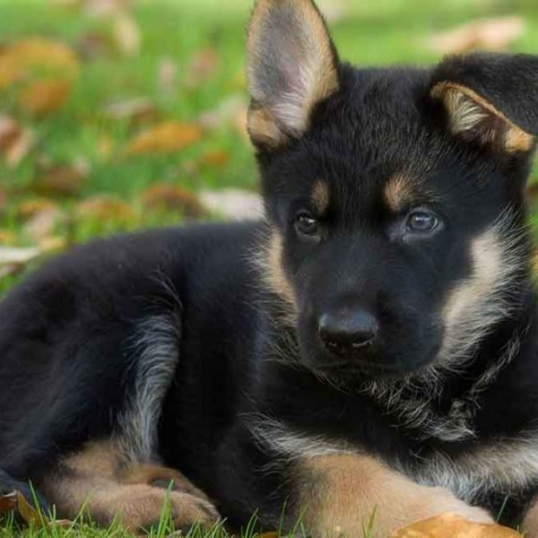 German Shepherd Puppy for Sale