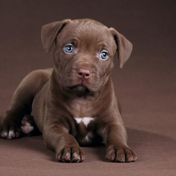 Labradoodle Puppy for Sale