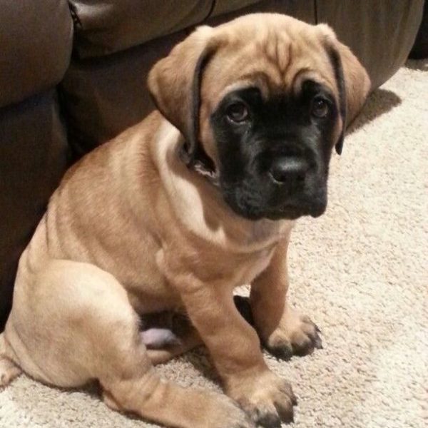 Bullmastiff Puppy for Sale