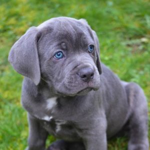 Cane Corso Puppy for Sale