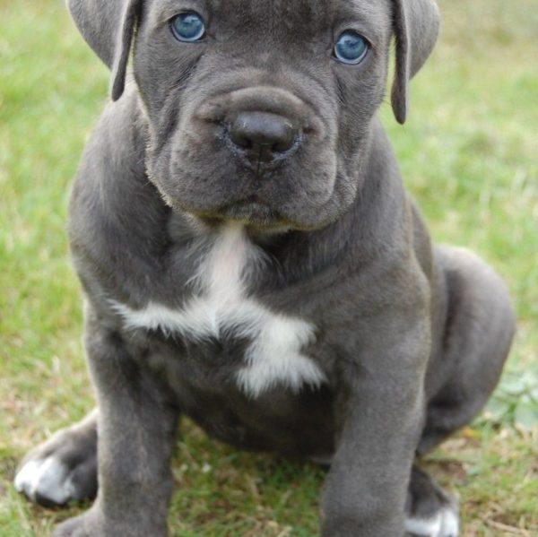 Cane Corso Puppy for Sale