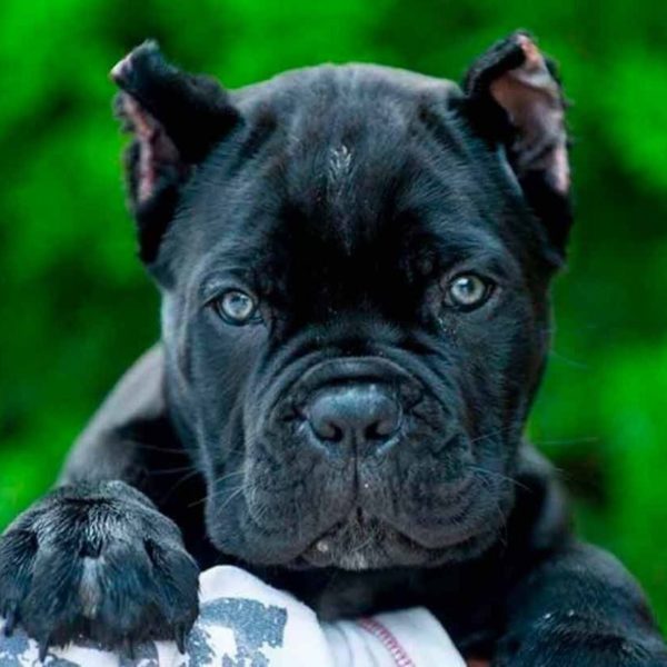 Cane Corso Puppy for Sale