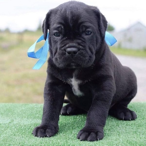 Cane Corso Puppy for Sale