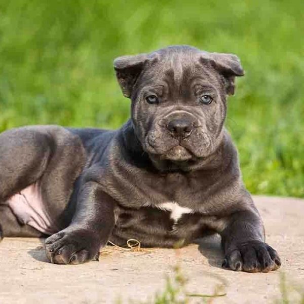 Cane Corso Puppy for Sale