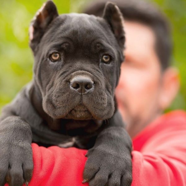 Cane Corso Puppy for Sale