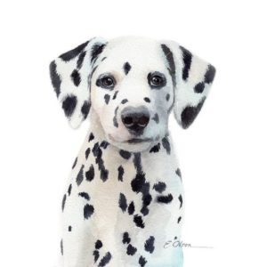 Dalmatian Puppy for Sale
