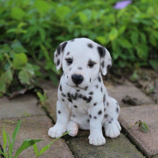 Dalmatian Puppy for Sale