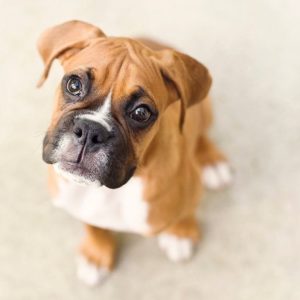 Boxer Puppy for Sale