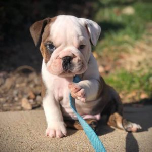 English Bulldog Puppy for Sale