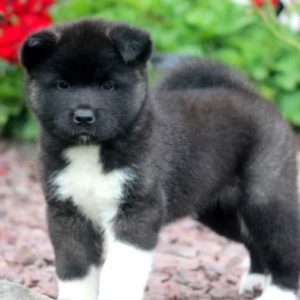 Akita Puppy for Sale