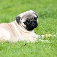 Pug Puppy for Sale