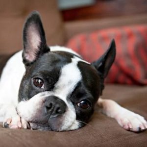 Boston Terrier Puppy for Sale