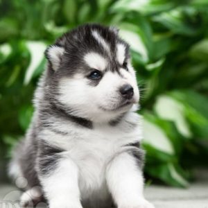 Siberian Husky Puppy for Sale