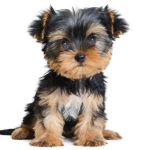 Yorkshire Terrier Puppy for Sale