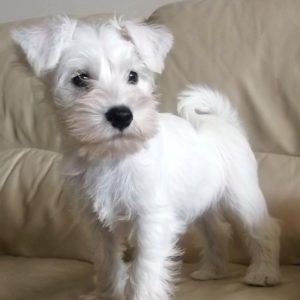 Miniature Schnauzer Puppy for Sale