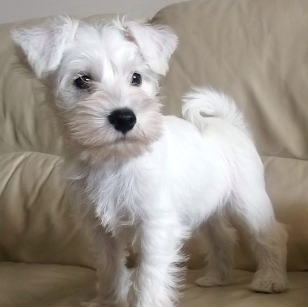 Miniature Schnauzer Puppy for Sale