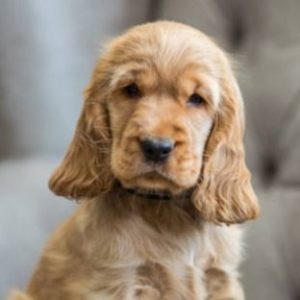 Cocker Spaniel Puppy for Sale