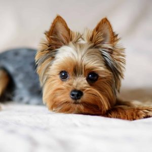 Yorkshire Terrier Puppy for Sale