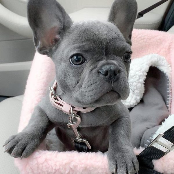 French Bulldog Puppy for Sale