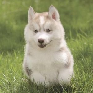 Siberian Husky Puppy for Sale