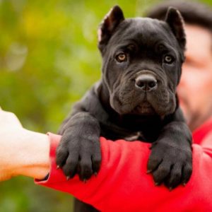 Cane Corso Puppy for Sale