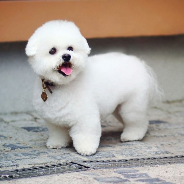 Pomeranian Puppy for Sale