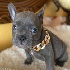 French Bulldog Puppy for Sale