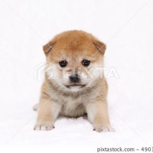 Shiba Inu Puppy for Sale