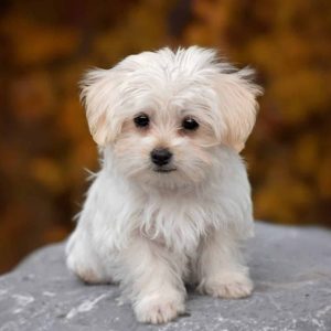 Shih Tzu Puppy for Sale