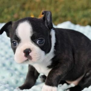 Boston Terrier Puppy for Sale