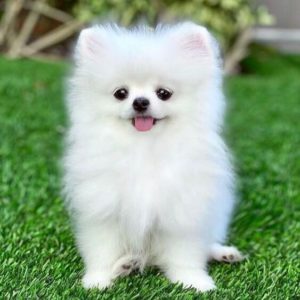 Pomeranian Puppy for Sale