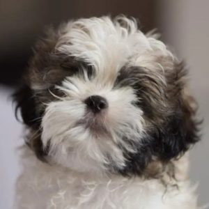 Shih Tzu Puppy for Sale