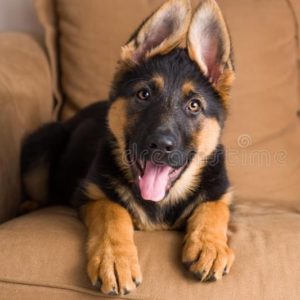 German Shepherd Puppy for Sale